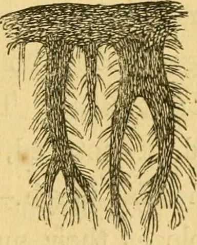 An illustration from Microscopic objects, animal, vegetable and mineral; with instructions for preparing and viewing them, 1847, leaf 92
