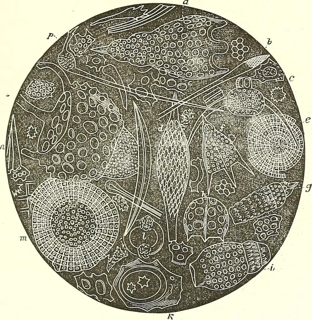 An illustration from The microscopist : a manual of microscopy and compendium of the microscopic science : micro-minerology, micro-chemistry, biology, histology, and pathological histology, 1877, leaf 100