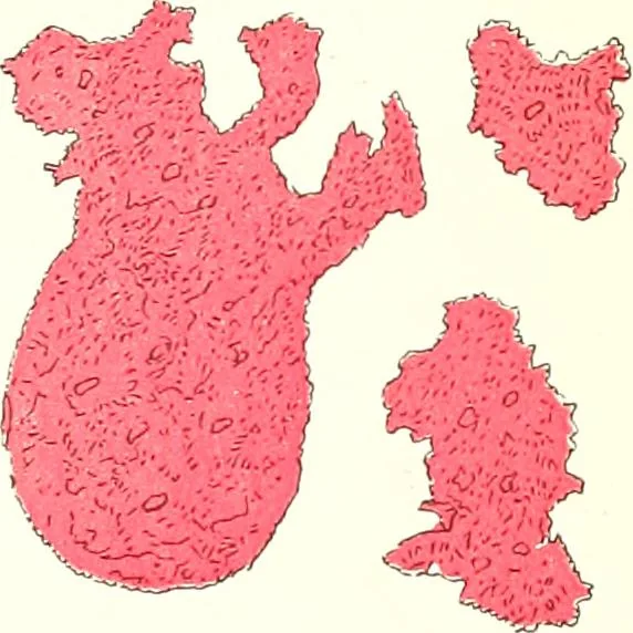 An illustration from The microscopist : a manual of microscopy and compendium of the microscopic science : micro-minerology, micro-chemistry, biology, histology, and pathological histology, 1877, leaf 130