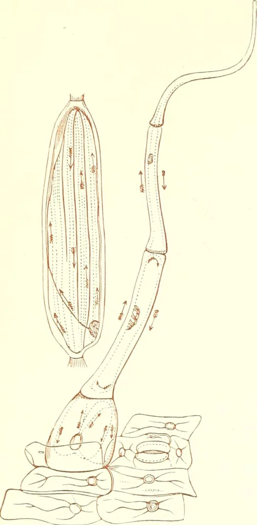 An illustration from The microscopist : a manual of microscopy and compendium of the microscopic science : micro-minerology, micro-chemistry, biology, histology, and pathological histology, 1877, leaf 142