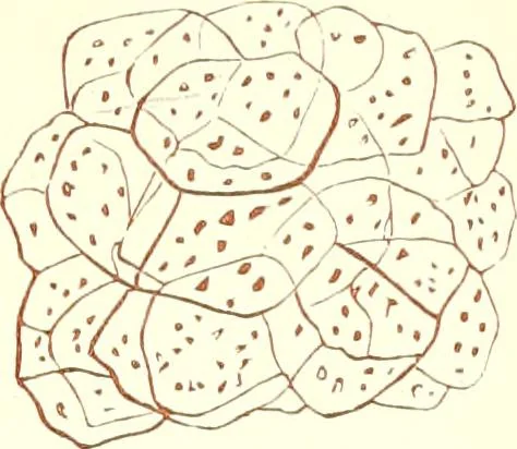 An illustration from The microscopist : a manual of microscopy and compendium of the microscopic science : micro-minerology, micro-chemistry, biology, histology, and pathological histology, 1877, leaf 142