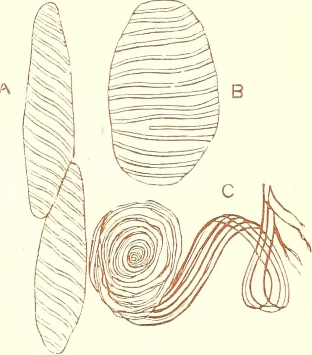 An illustration from The microscopist : a manual of microscopy and compendium of the microscopic science : micro-minerology, micro-chemistry, biology, histology, and pathological histology, 1877, leaf 142