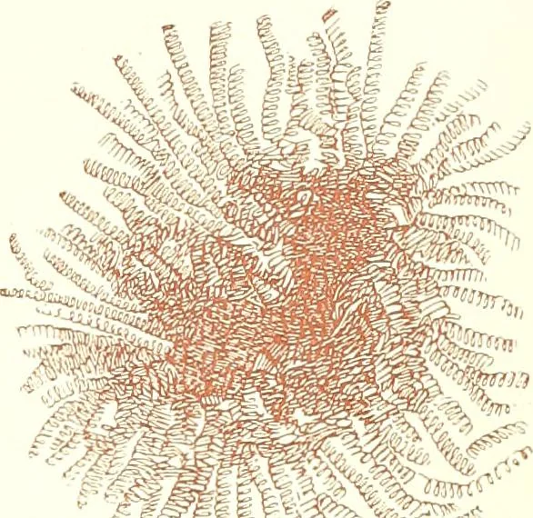 An illustration from The microscopist : a manual of microscopy and compendium of the microscopic science : micro-minerology, micro-chemistry, biology, histology, and pathological histology, 1877, leaf 142