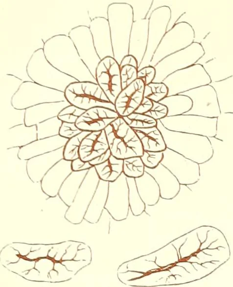 An illustration from The microscopist : a manual of microscopy and compendium of the microscopic science : micro-minerology, micro-chemistry, biology, histology, and pathological histology, 1877, leaf 146