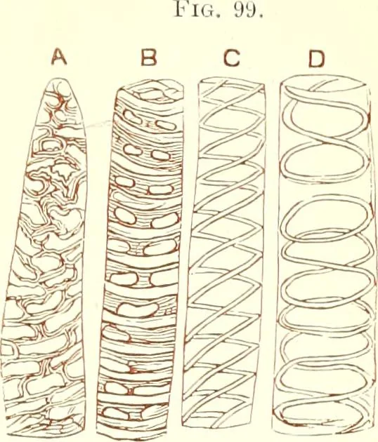 An illustration from The microscopist : a manual of microscopy and compendium of the microscopic science : micro-minerology, micro-chemistry, biology, histology, and pathological histology, 1877, leaf 146