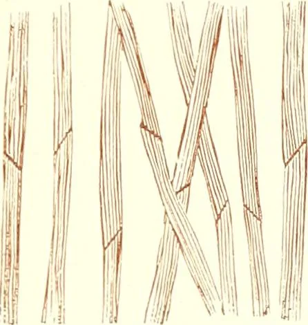 An illustration from The microscopist : a manual of microscopy and compendium of the microscopic science : micro-minerology, micro-chemistry, biology, histology, and pathological histology, 1877, leaf 146