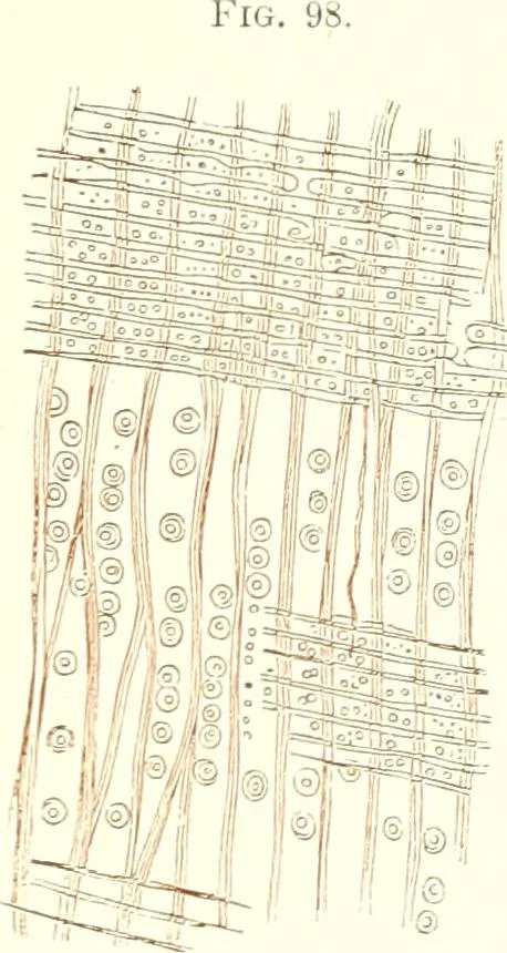 An illustration from The microscopist : a manual of microscopy and compendium of the microscopic science : micro-minerology, micro-chemistry, biology, histology, and pathological histology, 1877, leaf 146
