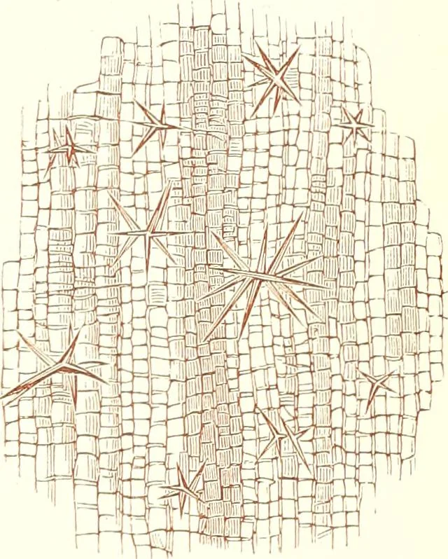 An illustration from The microscopist : a manual of microscopy and compendium of the microscopic science : micro-minerology, micro-chemistry, biology, histology, and pathological histology, 1877, leaf 146