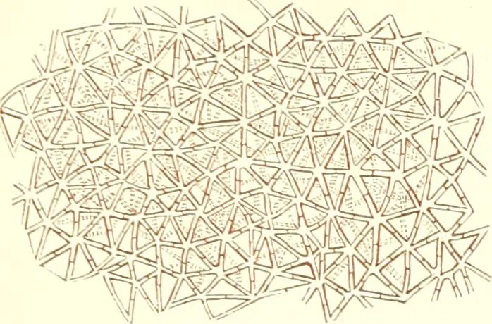 An illustration from The microscopist : a manual of microscopy and compendium of the microscopic science : micro-minerology, micro-chemistry, biology, histology, and pathological histology, 1877, leaf 150