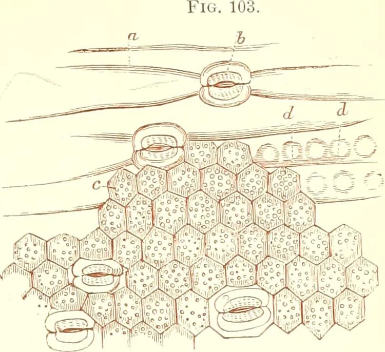 An illustration from The microscopist : a manual of microscopy and compendium of the microscopic science : micro-minerology, micro-chemistry, biology, histology, and pathological histology, 1877, leaf 150