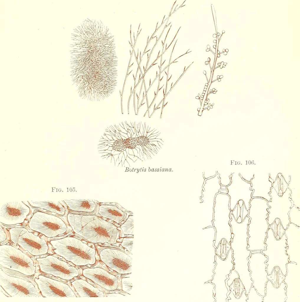 An illustration from The microscopist : a manual of microscopy and compendium of the microscopic science : micro-minerology, micro-chemistry, biology, histology, and pathological histology, 1877, leaf 150