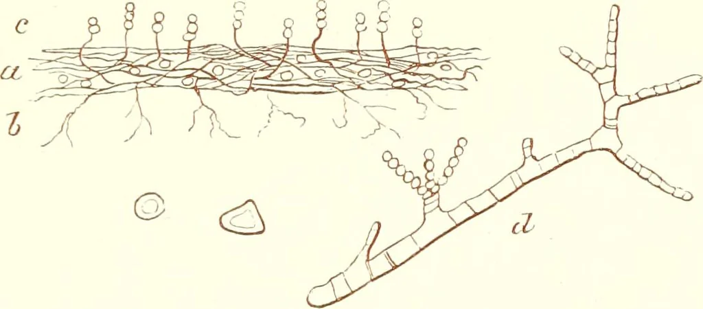 An illustration from The microscopist : a manual of microscopy and compendium of the microscopic science : micro-minerology, micro-chemistry, biology, histology, and pathological histology, 1877, leaf 154