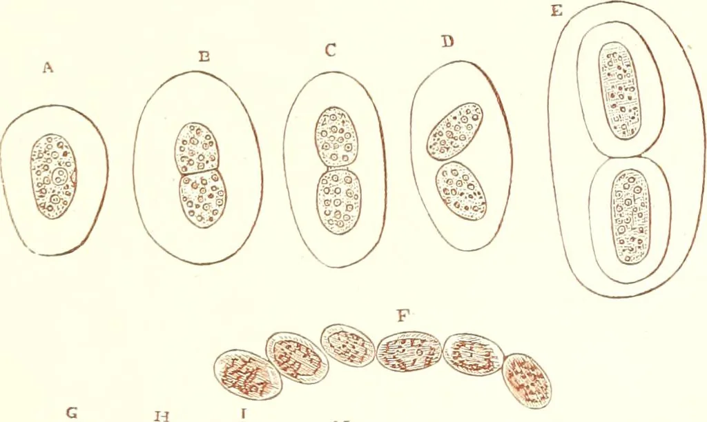 An illustration from The microscopist : a manual of microscopy and compendium of the microscopic science : micro-minerology, micro-chemistry, biology, histology, and pathological histology, 1877, leaf 154