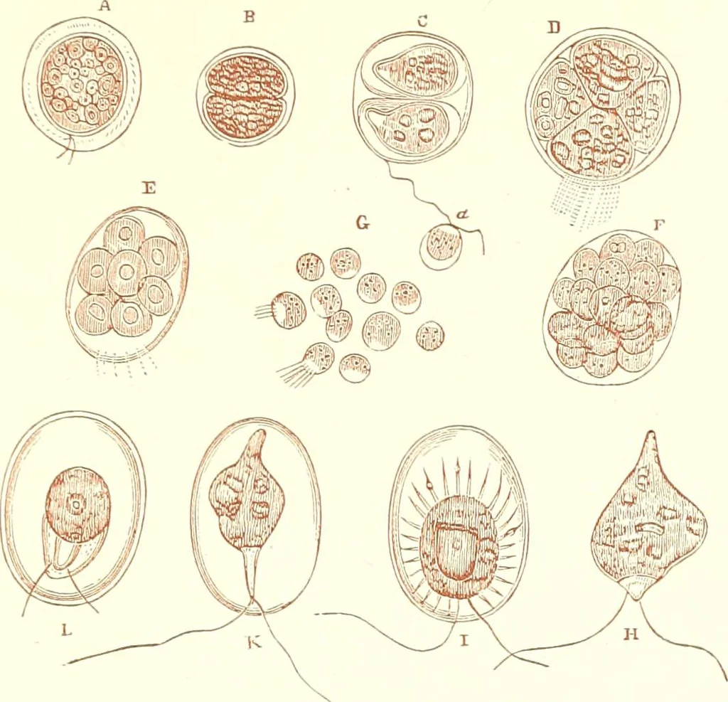 An illustration from The microscopist : a manual of microscopy and compendium of the microscopic science : micro-minerology, micro-chemistry, biology, histology, and pathological histology, 1877, leaf 160