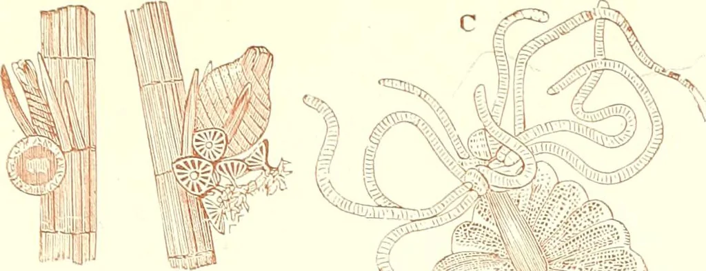 An illustration from The microscopist : a manual of microscopy and compendium of the microscopic science : micro-minerology, micro-chemistry, biology, histology, and pathological histology, 1877, leaf 176