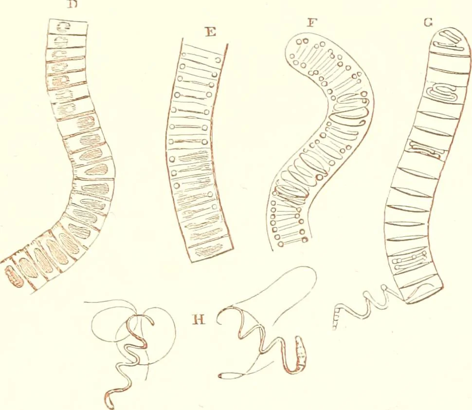 An illustration from The microscopist : a manual of microscopy and compendium of the microscopic science : micro-minerology, micro-chemistry, biology, histology, and pathological histology, 1877, leaf 176