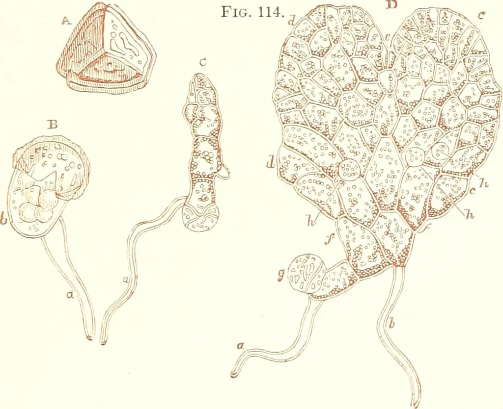 An illustration from The microscopist : a manual of microscopy and compendium of the microscopic science : micro-minerology, micro-chemistry, biology, histology, and pathological histology, 1877, leaf 176
