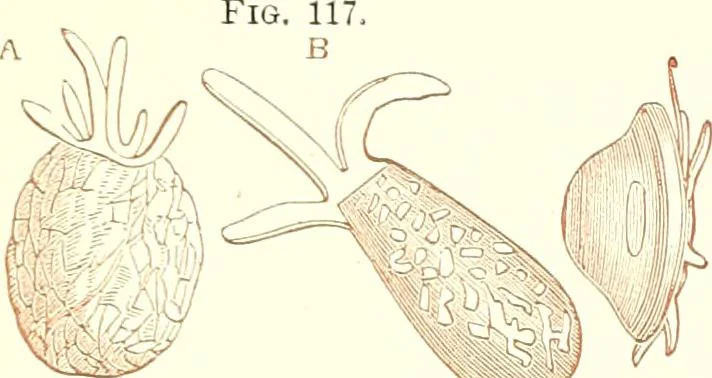 An illustration from The microscopist : a manual of microscopy and compendium of the microscopic science : micro-minerology, micro-chemistry, biology, histology, and pathological histology, 1877, leaf 184