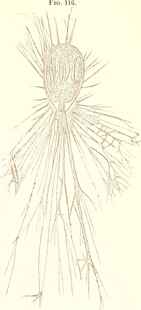 An illustration from The microscopist : a manual of microscopy and compendium of the microscopic science : micro-minerology, micro-chemistry, biology, histology, and pathological histology, 1877, leaf 184