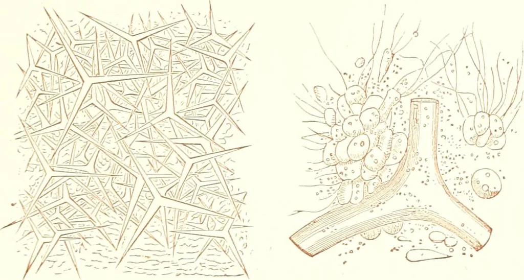 An illustration from The microscopist : a manual of microscopy and compendium of the microscopic science : micro-minerology, micro-chemistry, biology, histology, and pathological histology, 1877, leaf 184