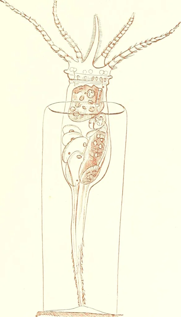 An illustration from The microscopist : a manual of microscopy and compendium of the microscopic science : micro-minerology, micro-chemistry, biology, histology, and pathological histology, 1877, leaf 190