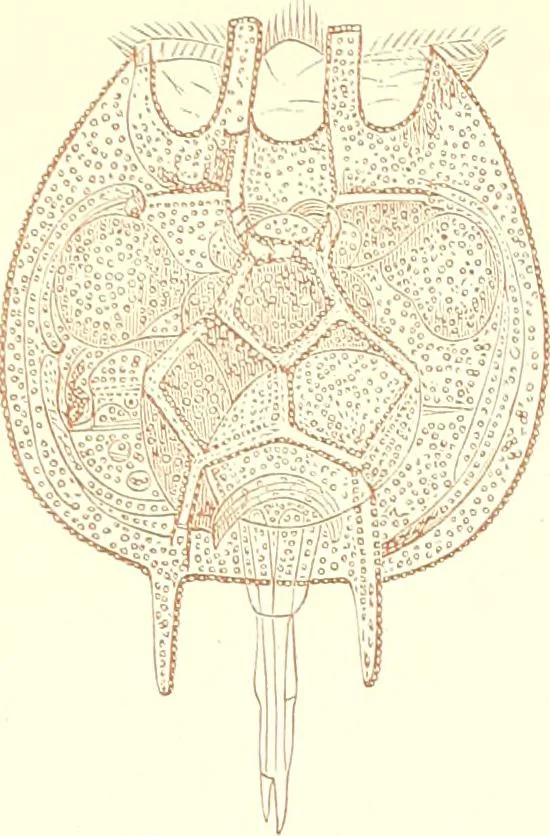 An illustration from The microscopist : a manual of microscopy and compendium of the microscopic science : micro-minerology, micro-chemistry, biology, histology, and pathological histology, 1877, leaf 194