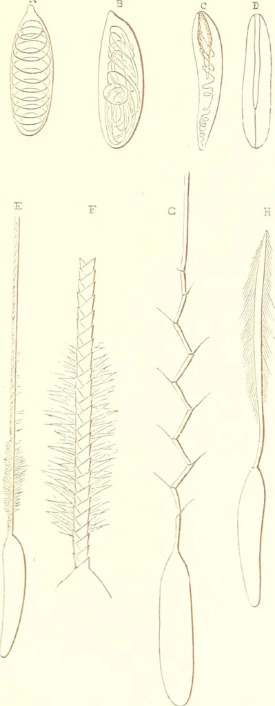 An illustration from The microscopist : a manual of microscopy and compendium of the microscopic science : micro-minerology, micro-chemistry, biology, histology, and pathological histology, 1877, leaf 194