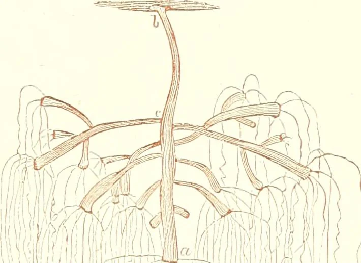 An illustration from The microscopist : a manual of microscopy and compendium of the microscopic science : micro-minerology, micro-chemistry, biology, histology, and pathological histology, 1877, leaf 194