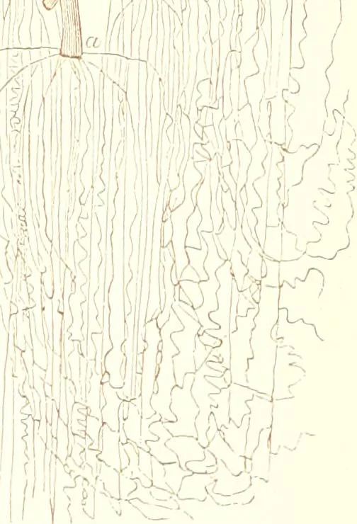 An illustration from The microscopist : a manual of microscopy and compendium of the microscopic science : micro-minerology, micro-chemistry, biology, histology, and pathological histology, 1877, leaf 194