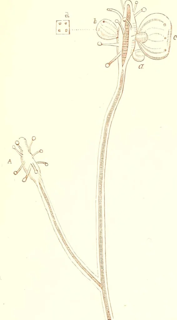 An illustration from The microscopist : a manual of microscopy and compendium of the microscopic science : micro-minerology, micro-chemistry, biology, histology, and pathological histology, 1877, leaf 198
