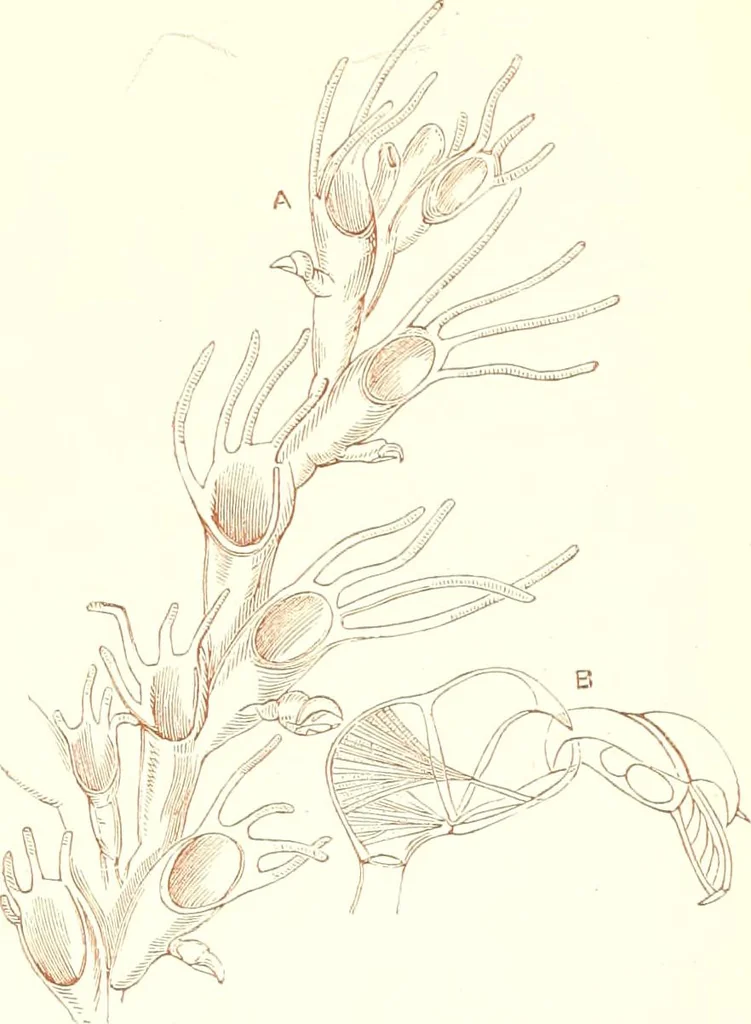 An illustration from The microscopist : a manual of microscopy and compendium of the microscopic science : micro-minerology, micro-chemistry, biology, histology, and pathological histology, 1877, leaf 198