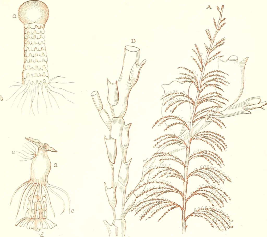 An illustration from The microscopist : a manual of microscopy and compendium of the microscopic science : micro-minerology, micro-chemistry, biology, histology, and pathological histology, 1877, leaf 198