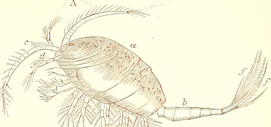 An illustration from The microscopist : a manual of microscopy and compendium of the microscopic science : micro-minerology, micro-chemistry, biology, histology, and pathological histology, 1877, leaf 202