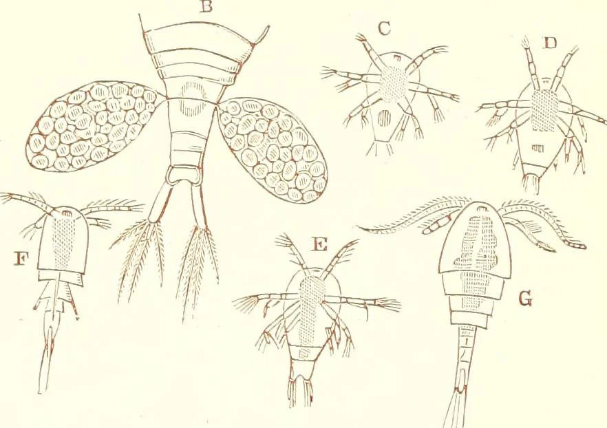 An illustration from The microscopist : a manual of microscopy and compendium of the microscopic science : micro-minerology, micro-chemistry, biology, histology, and pathological histology, 1877, leaf 202