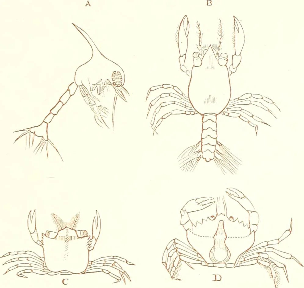 An illustration from The microscopist : a manual of microscopy and compendium of the microscopic science : micro-minerology, micro-chemistry, biology, histology, and pathological histology, 1877, leaf 202