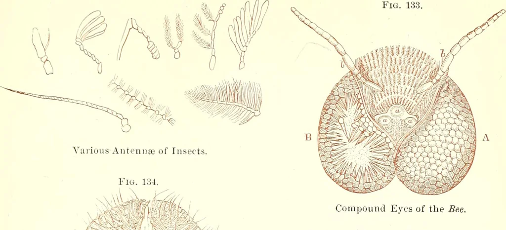 An illustration from The microscopist : a manual of microscopy and compendium of the microscopic science : micro-minerology, micro-chemistry, biology, histology, and pathological histology, 1877, leaf 210