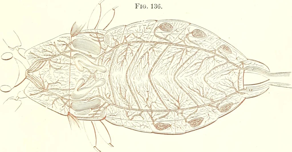 An illustration from The microscopist : a manual of microscopy and compendium of the microscopic science : micro-minerology, micro-chemistry, biology, histology, and pathological histology, 1877, leaf 210