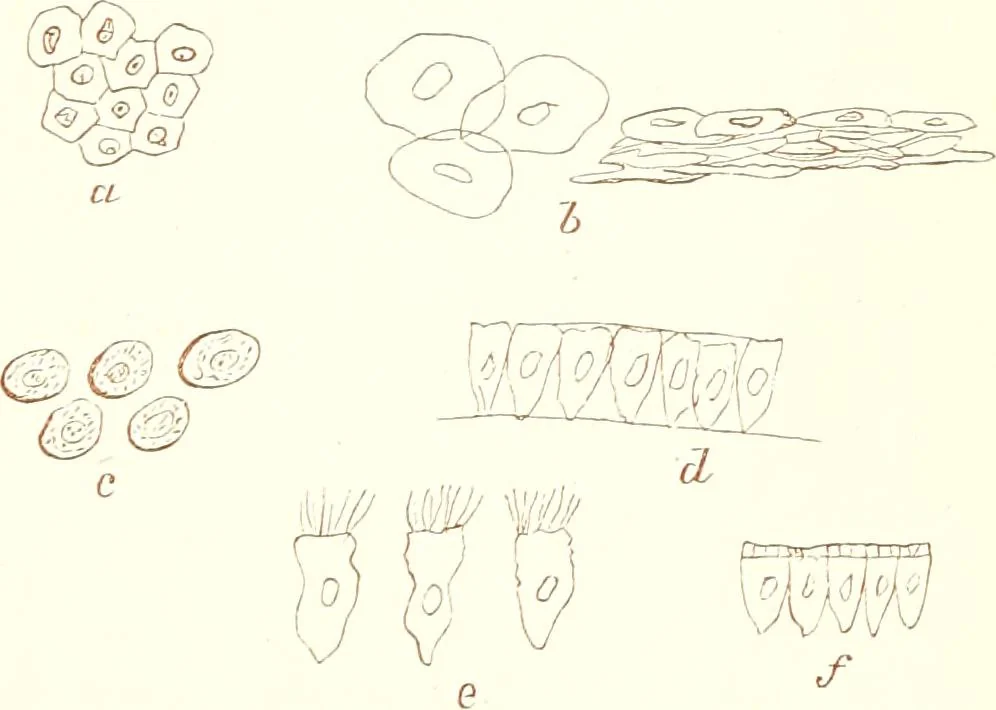 An illustration from The microscopist : a manual of microscopy and compendium of the microscopic science : micro-minerology, micro-chemistry, biology, histology, and pathological histology, 1877, leaf 224