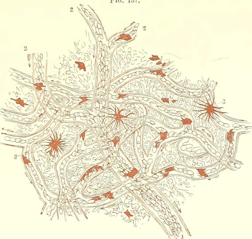 An illustration from The microscopist : a manual of microscopy and compendium of the microscopic science : micro-minerology, micro-chemistry, biology, histology, and pathological histology, 1877, leaf 224