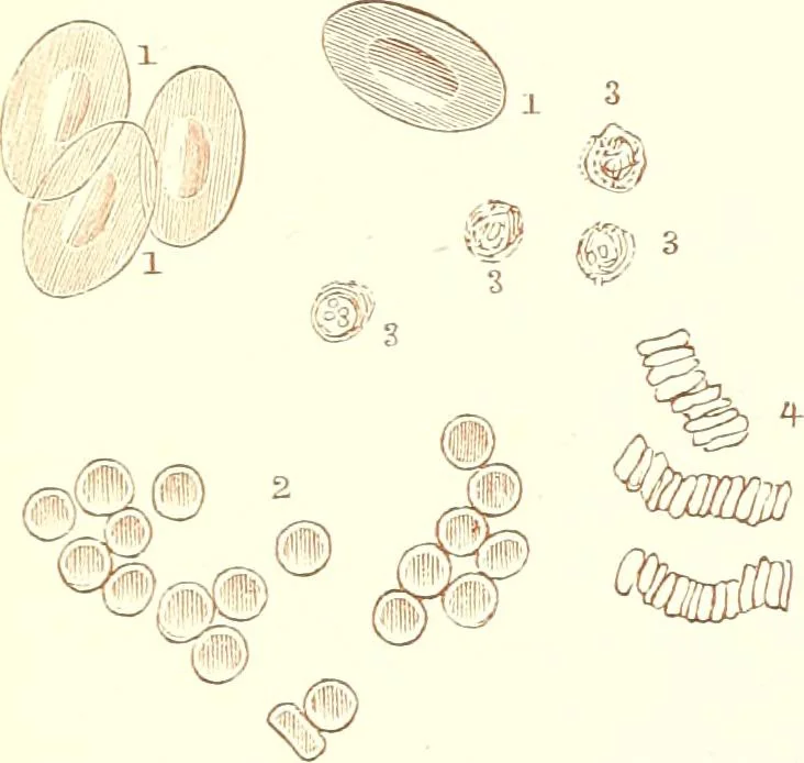An illustration from The microscopist : a manual of microscopy and compendium of the microscopic science : micro-minerology, micro-chemistry, biology, histology, and pathological histology, 1877, leaf 224