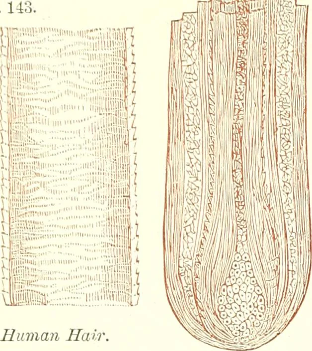 An illustration from The microscopist : a manual of microscopy and compendium of the microscopic science : micro-minerology, micro-chemistry, biology, histology, and pathological histology, 1877, leaf 230