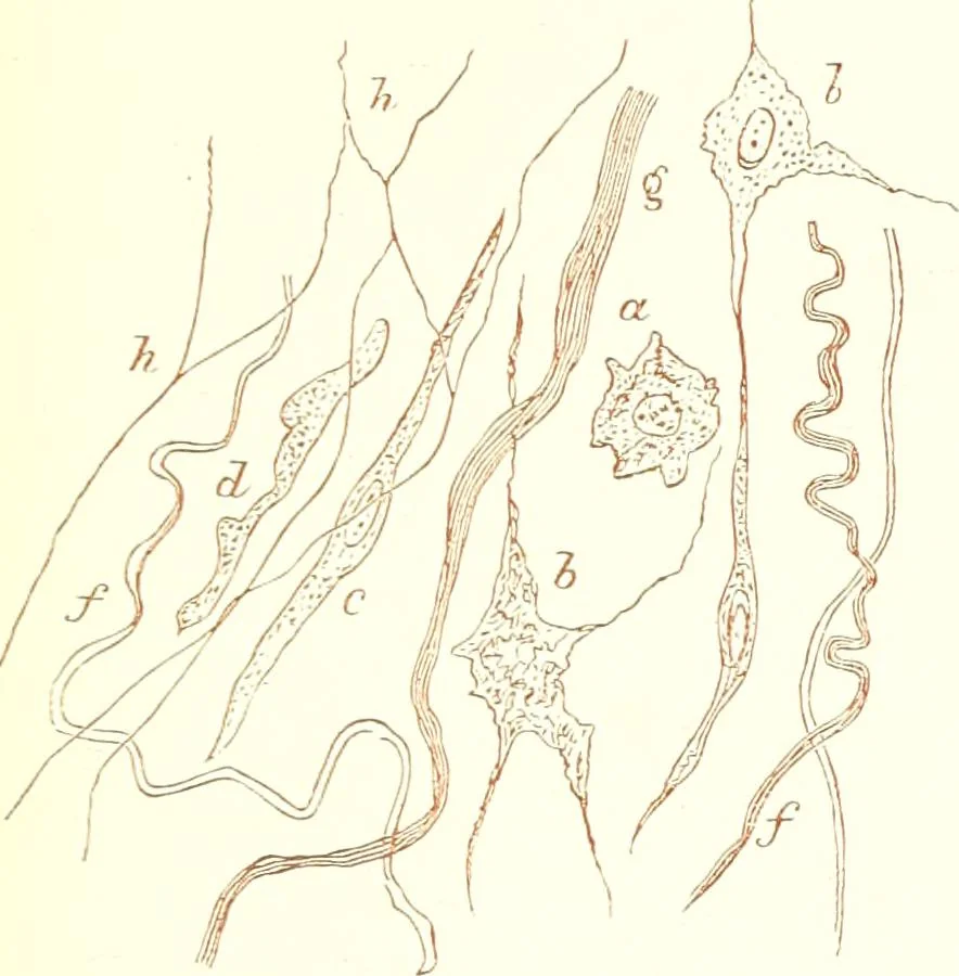 An illustration from The microscopist : a manual of microscopy and compendium of the microscopic science : micro-minerology, micro-chemistry, biology, histology, and pathological histology, 1877, leaf 230