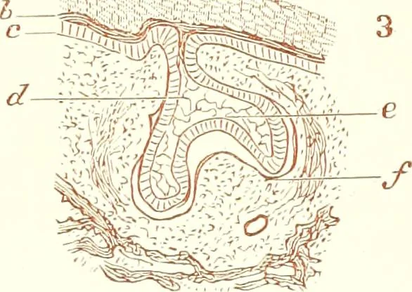 An illustration from The microscopist : a manual of microscopy and compendium of the microscopic science : micro-minerology, micro-chemistry, biology, histology, and pathological histology, 1877, leaf 230