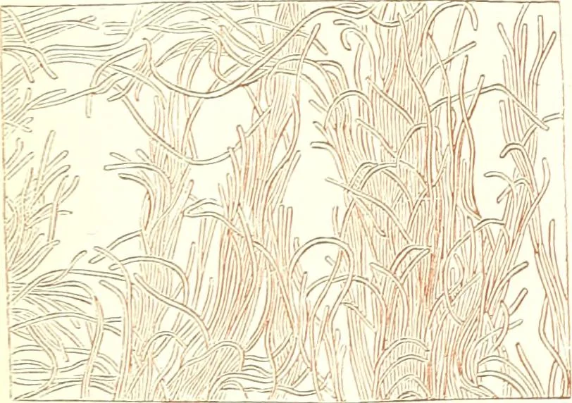 An illustration from The microscopist : a manual of microscopy and compendium of the microscopic science : micro-minerology, micro-chemistry, biology, histology, and pathological histology, 1877, leaf 230