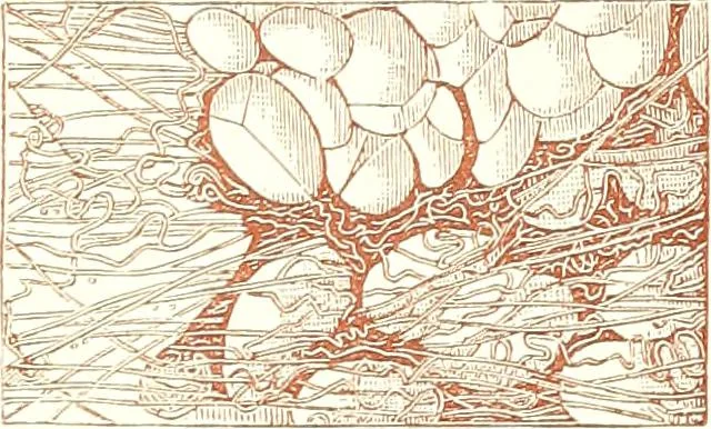 An illustration from The microscopist : a manual of microscopy and compendium of the microscopic science : micro-minerology, micro-chemistry, biology, histology, and pathological histology, 1877, leaf 230