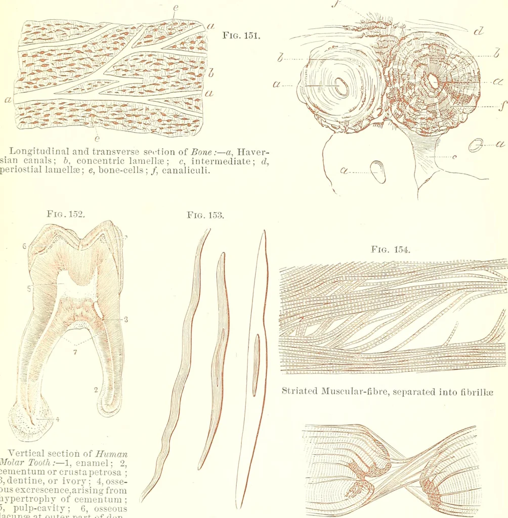 An illustration from The microscopist : a manual of microscopy and compendium of the microscopic science : micro-minerology, micro-chemistry, biology, histology, and pathological histology, 1877, leaf 236