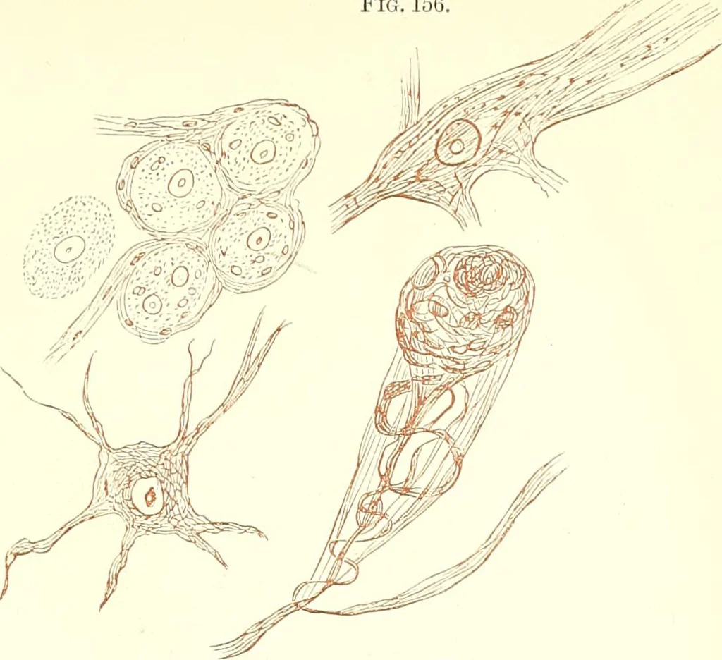 An illustration from The microscopist : a manual of microscopy and compendium of the microscopic science : micro-minerology, micro-chemistry, biology, histology, and pathological histology, 1877, leaf 242