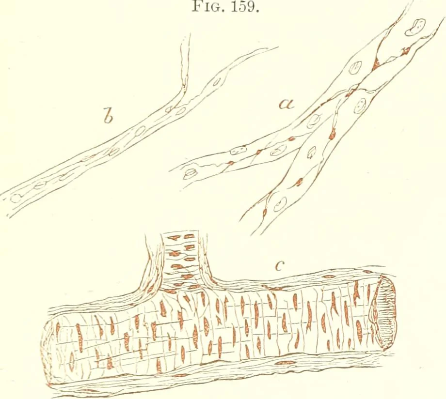 An illustration from The microscopist : a manual of microscopy and compendium of the microscopic science : micro-minerology, micro-chemistry, biology, histology, and pathological histology, 1877, leaf 242