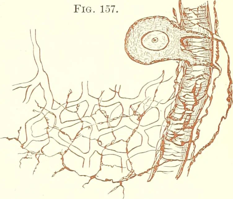 An illustration from The microscopist : a manual of microscopy and compendium of the microscopic science : micro-minerology, micro-chemistry, biology, histology, and pathological histology, 1877, leaf 242