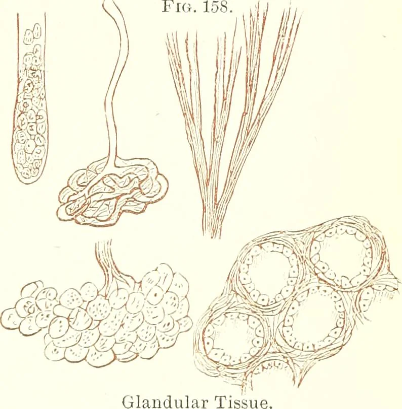 An illustration from The microscopist : a manual of microscopy and compendium of the microscopic science : micro-minerology, micro-chemistry, biology, histology, and pathological histology, 1877, leaf 242